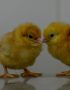 Commercial Day Old Pullet Chicks