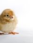 Commercial Day Old Pullet Chicks (OLAM BRAND)