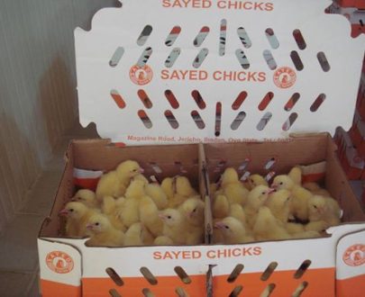 SAYED Day Old Broiler Chicks (Ross 308)