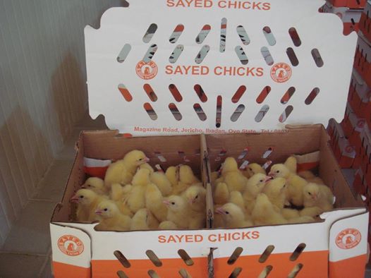 SAYED Day Old Broiler Chicks (Ross 308)
