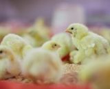 Zartech Broiler Day Old Chicks