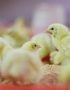 Zartech Broiler Day Old Chicks