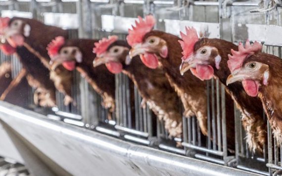 Poultry farming for beginners