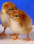 ISA Brown Day Old Pullet Chicks (AMO BRAND)