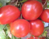 Emerald tomato Farmsquare
