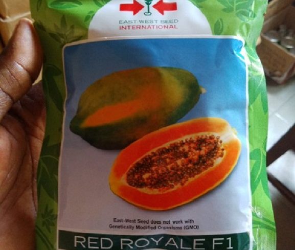 Dwarf Pawpaw Seeds -Red Royale F1 (100seeds) (East-West seeds)
