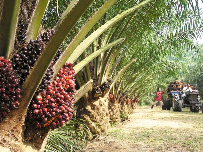 oil palms Farmsquare