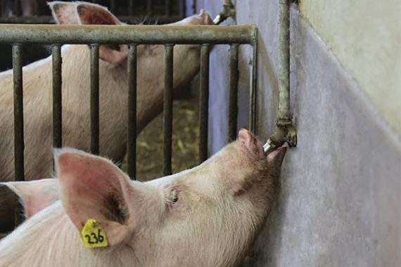 Nipple pigs Farmsquare