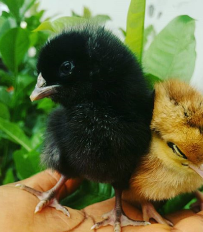 Commercial Noiler Chicks (AMO BRAND)