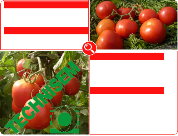 tomato seeds Farmsquare