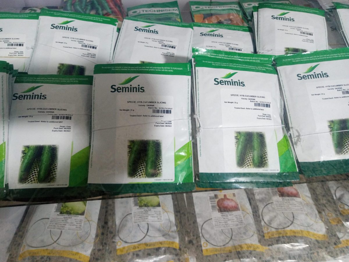 Cucumber Hybrid Seeds (Darina F1) -10g/25g - Image 2