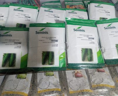 Cucumber Hybrid Seeds (Darina F1) -10g/25g