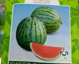 Sweet Sangria F1 Watermelon Seeds -10g Pack (East-West Seeds Brand)