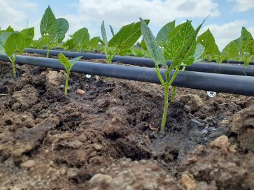 Irrigation Systems: Types And Their Benefits