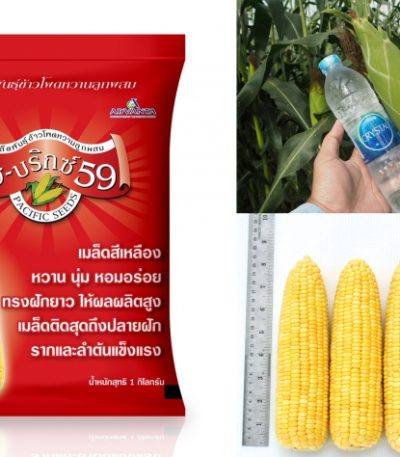 Sweet corn seed Hi brix 59