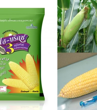 Sweet corn seed Hi brix 3