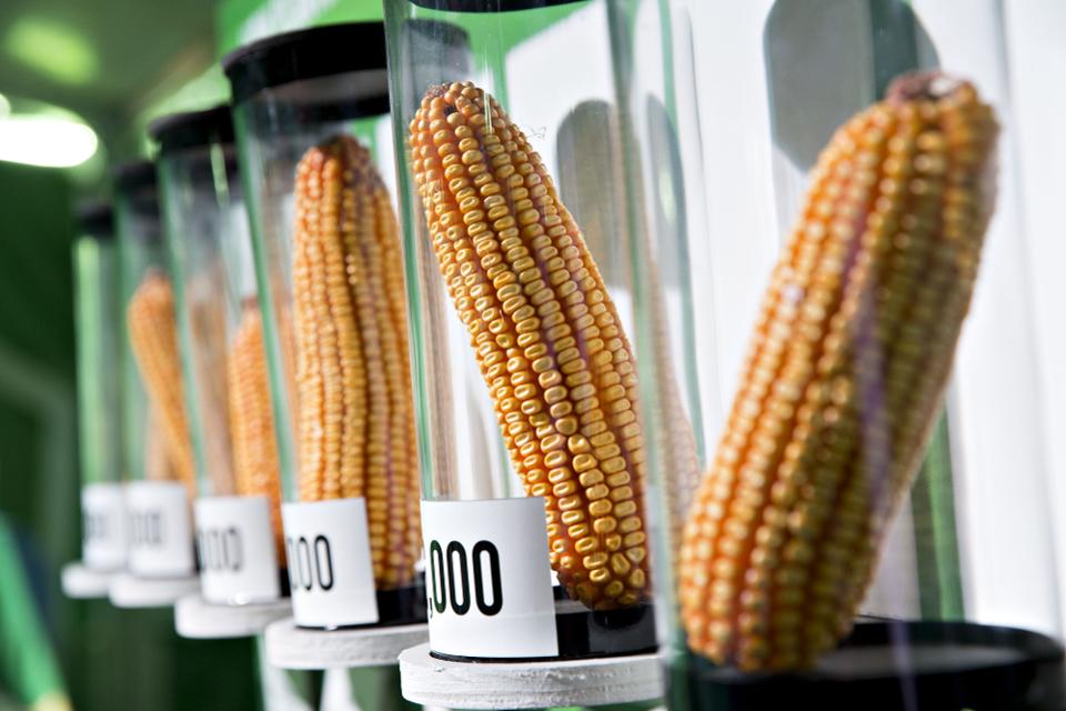 UPDATE: TELA Maize’s Progress in Field Trials