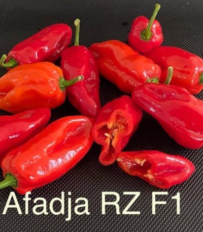 Afadja RZ F1 Pepper Seeds (100)
