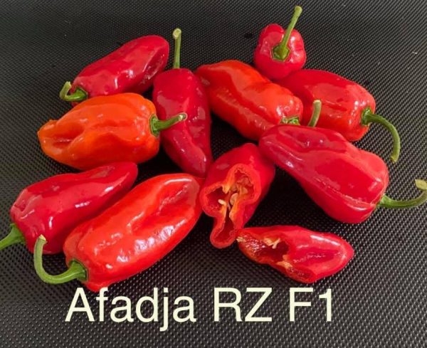 Afadja RZ F1 Pepper Seeds (100)