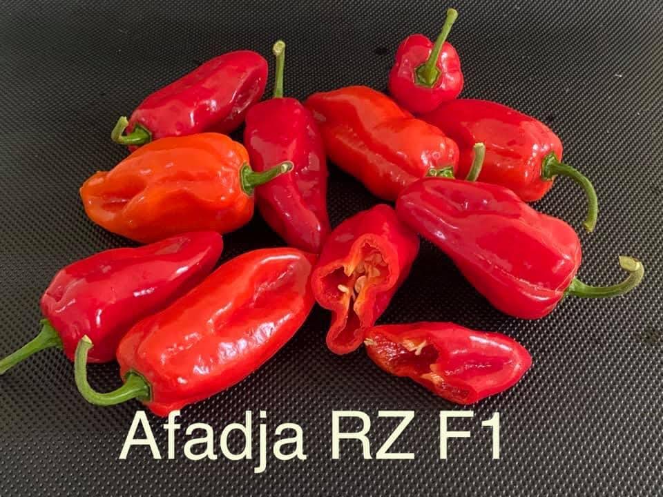 Afadja RZ F1 Pepper Seeds (100)