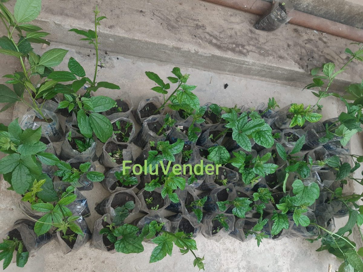 Ugu Seedlings