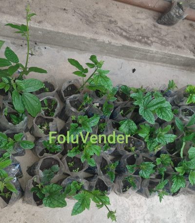 Ugu Seedlings