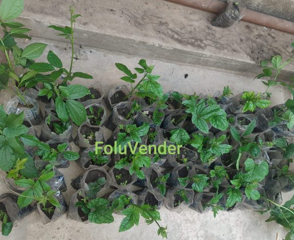Ugu Seedlings
