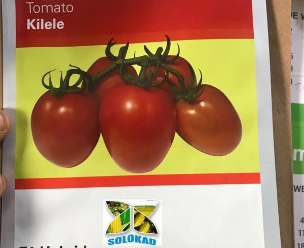Kilele F1 Hybrid Tomato Seeds (Syngenta Brand) -1000 Seeds/Pack