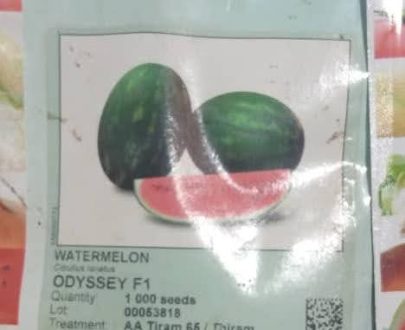 Odyssey F1 watermelon (1000 Seeds)