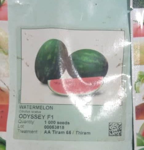 Odyssey F1 watermelon (1000 Seeds)
