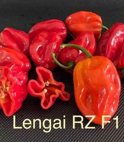 Lengai RZ F1 Habanero pepper Seeds