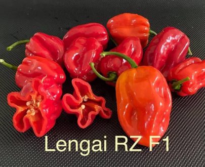Lengai RZ F1 Habanero pepper Seeds