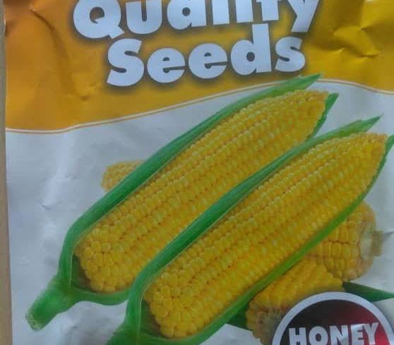 Honey King F1 Sweet Corn Seeds (Harvest Field | 250g)