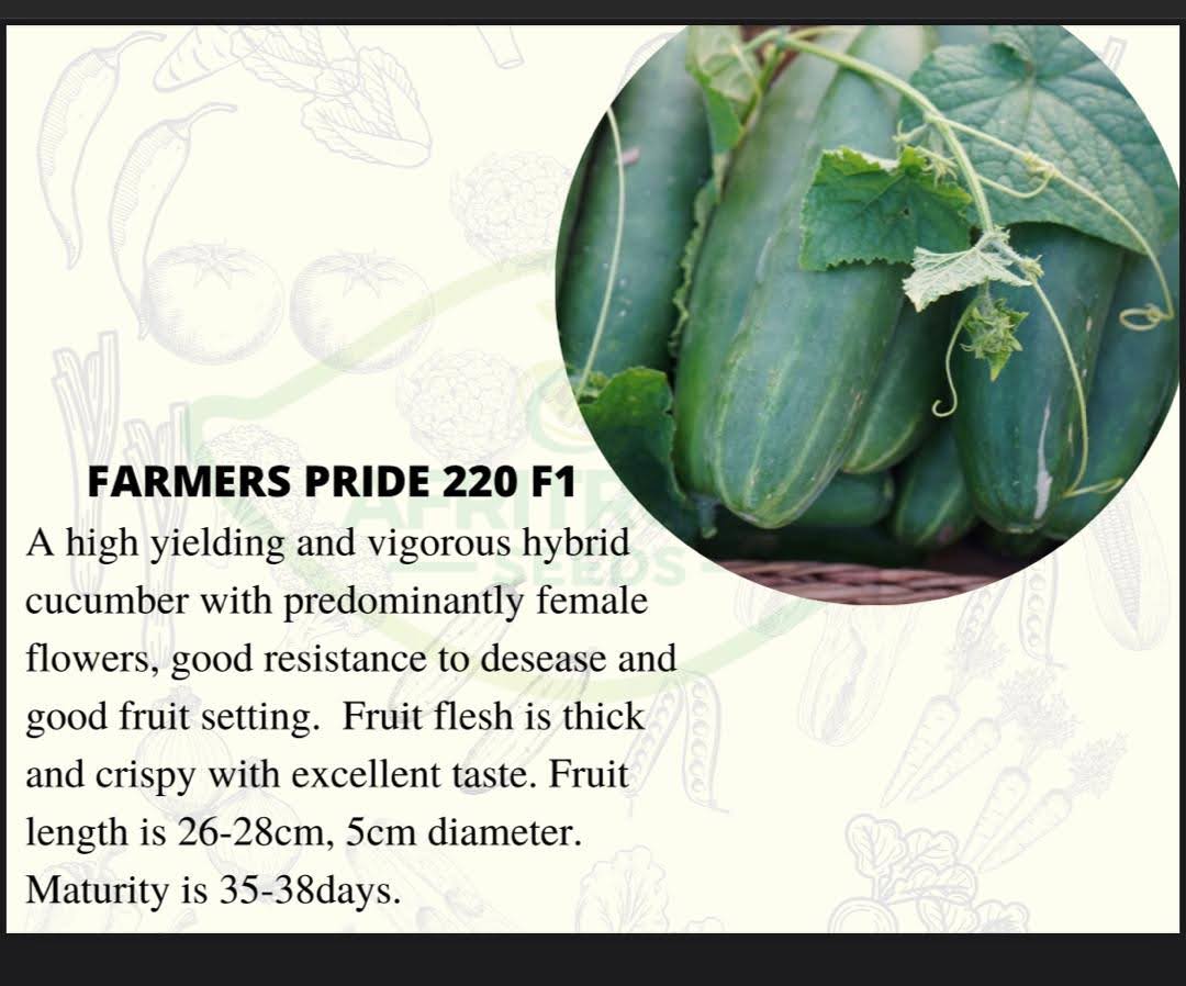 Farmers Pride 220 F1 Cucumber Seeds (10g)