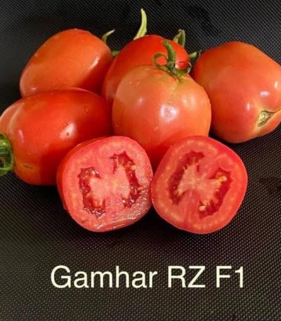 Gamhar RZ F1 Hybrid Tomato (100 seeds)