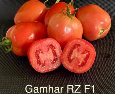 Gamhar RZ F1 Hybrid Tomato (100 seeds)