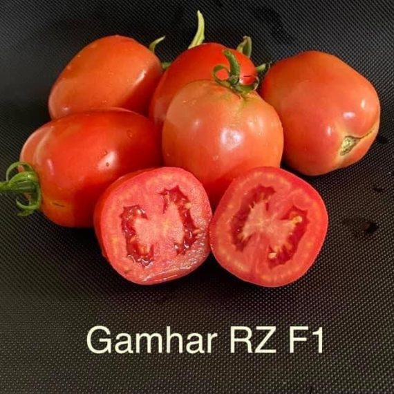 Gamhar RZ F1 Hybrid Tomato (100 seeds)