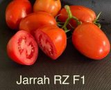 Jarrah RZ F1 Hybrid Tomato (71-102)