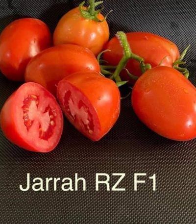 Jarrah RZ F1 Hybrid Tomato (71-102)
