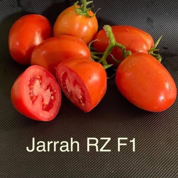 Jarrah RZ F1 Hybrid Tomato (71-102)