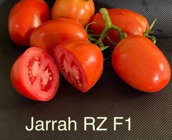 Jarrah RZ F1 Hybrid Tomato (71-102)