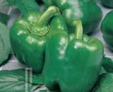 Jupita Green Bell Pepper (1000 seeds)