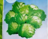 Marulli 201 cabbage (East West Seeds)