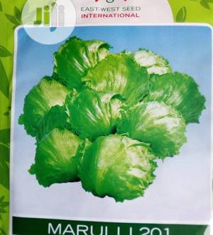 Marulli 201 cabbage (East West Seeds)