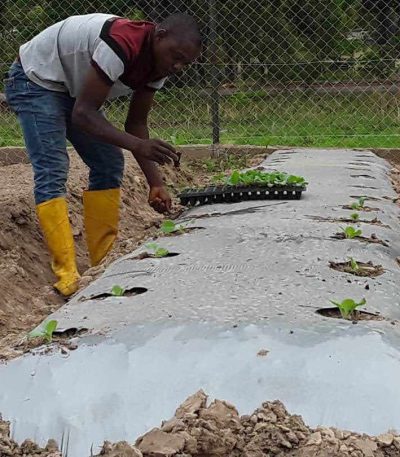 Mulch Film
