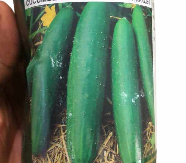 Cucumber Super Marketer (Heirloom/Non-Hybrid)