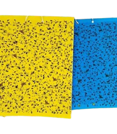 Sticky trap for insect pests