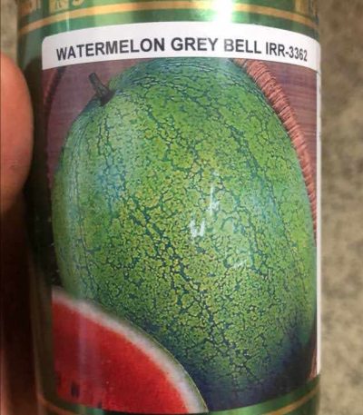 Grey Belle Watermelon (Conventional seeds)