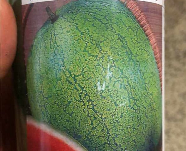 Grey Belle Watermelon (Conventional seeds)