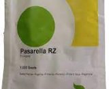 Pasarella RZ Pepper (Rijk Zwaan | 1000 Seeds)